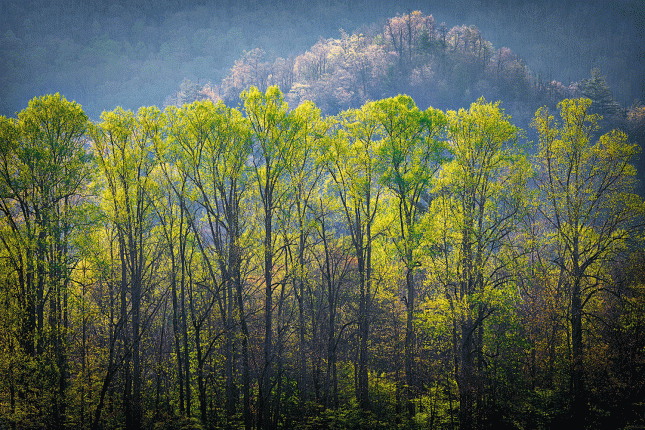 Smokey-Mountain-Morning-Forest