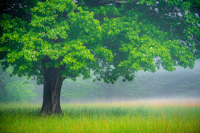 3_Smoky-Mountains-Tree-and-Fog