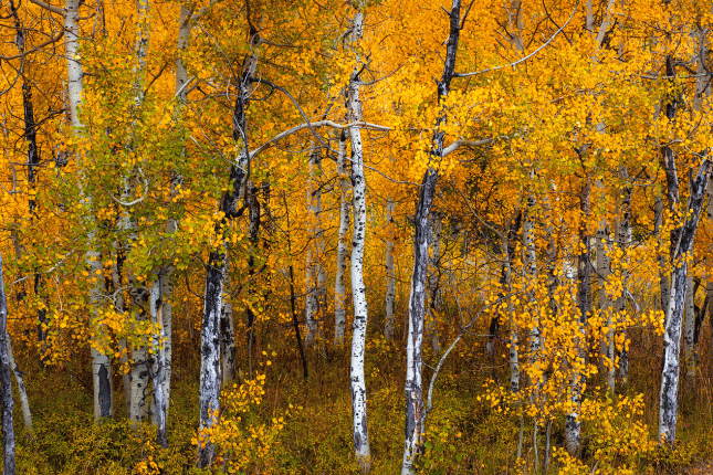 Grand-Teton-Aspens