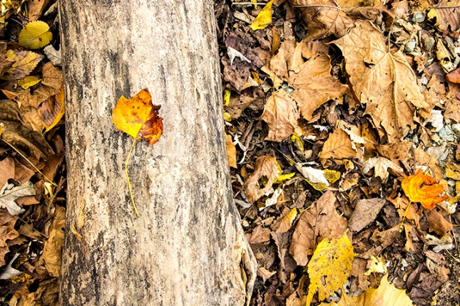 Leaves001