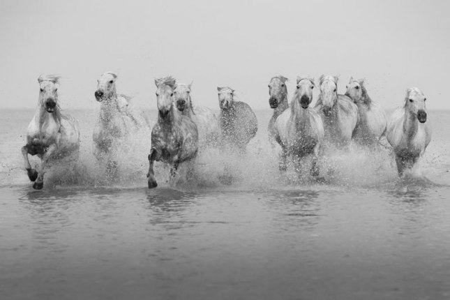 Camargue001