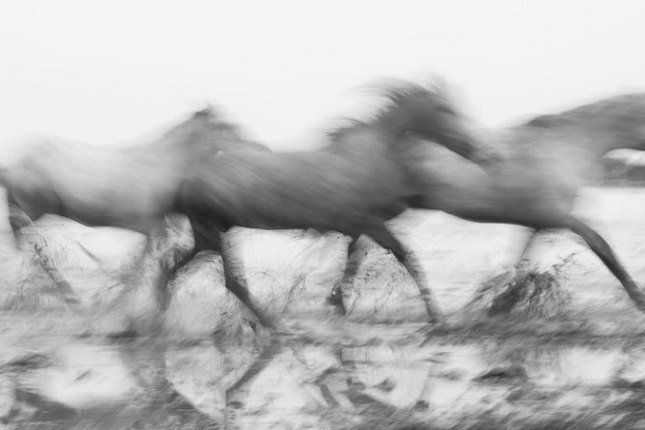 Camargue003