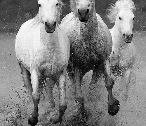 Camargue005