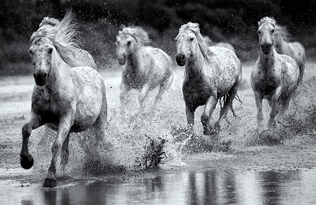 Camargue006